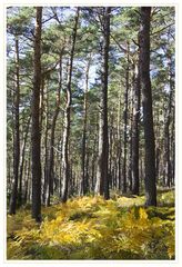 Herbst im Pfälzer Wald