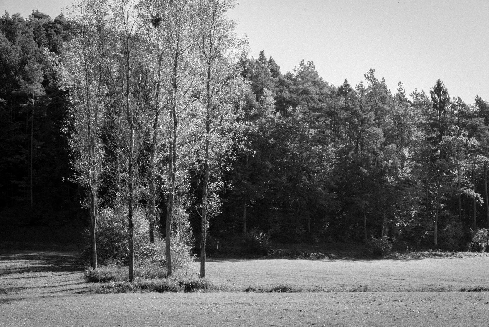 Herbst im Pfälzer Wald