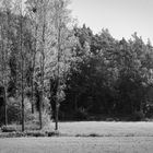 Herbst im Pfälzer Wald