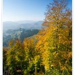 Herbst im Pfälzer Wald II