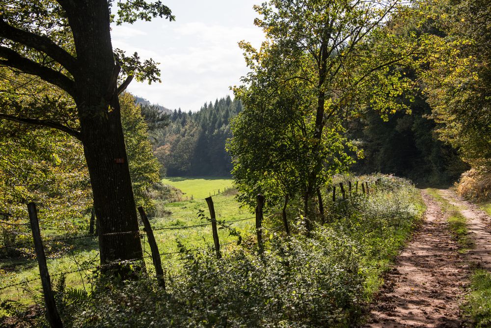 Herbst im Pfälzer Wald II Foto &amp; Bild | landschaft, jahreszeiten ...