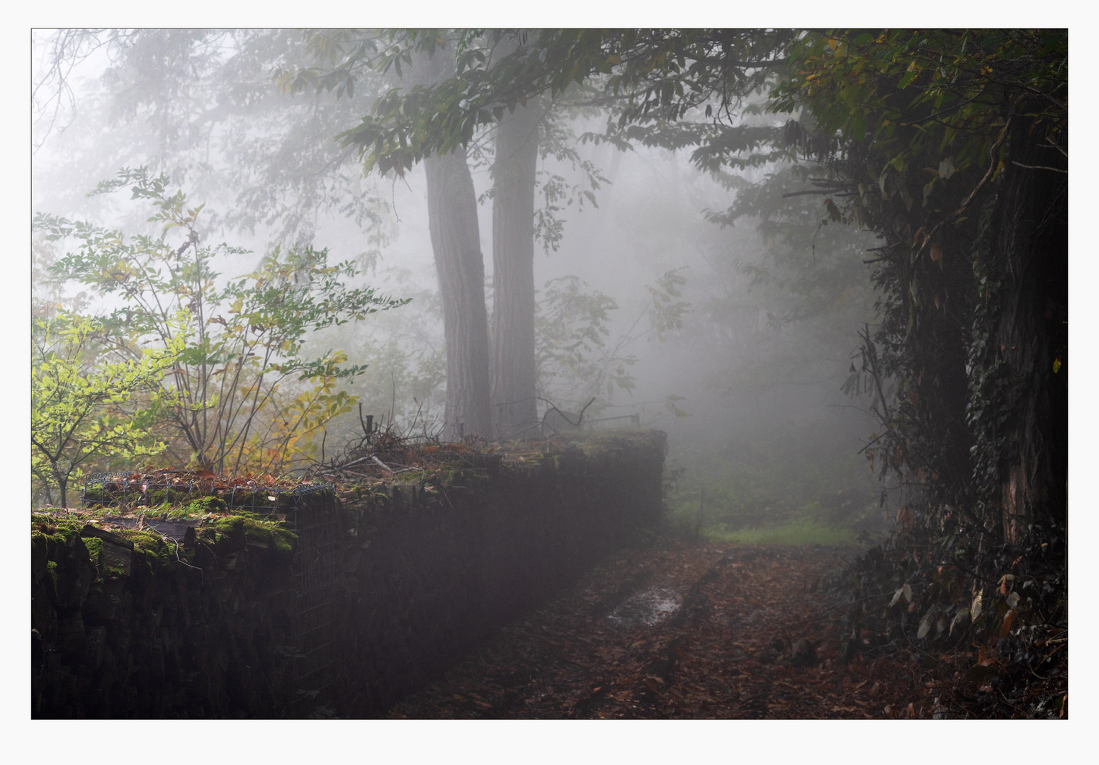 Herbst im Pfälzerwald