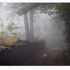 Herbst im Pfälzerwald