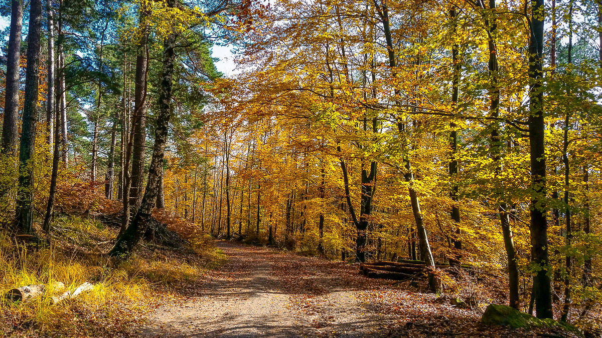 Herbst im Pfälzerwald bei Neustadt/Weinstraße