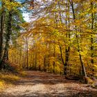 Herbst im Pfälzerwald bei Neustadt/Weinstraße