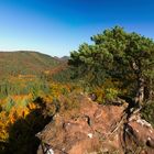 Herbst im Pfälzerwald