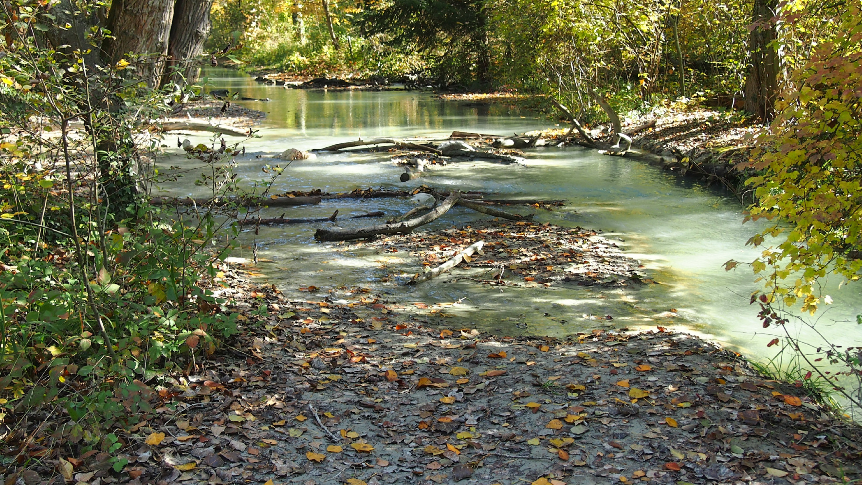 Herbst im Pfynwald