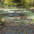 Herbst im Pfynwald