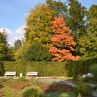 Herbst im Pillnitzer Park