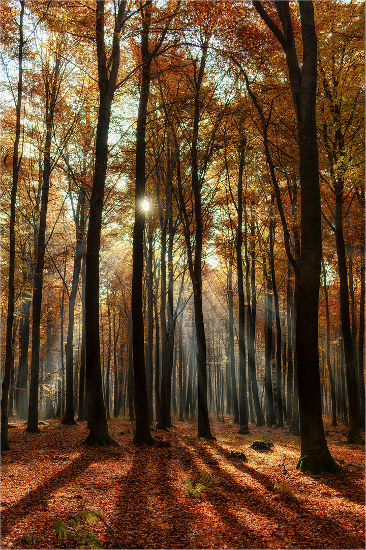 Herbst im Pilzwald
