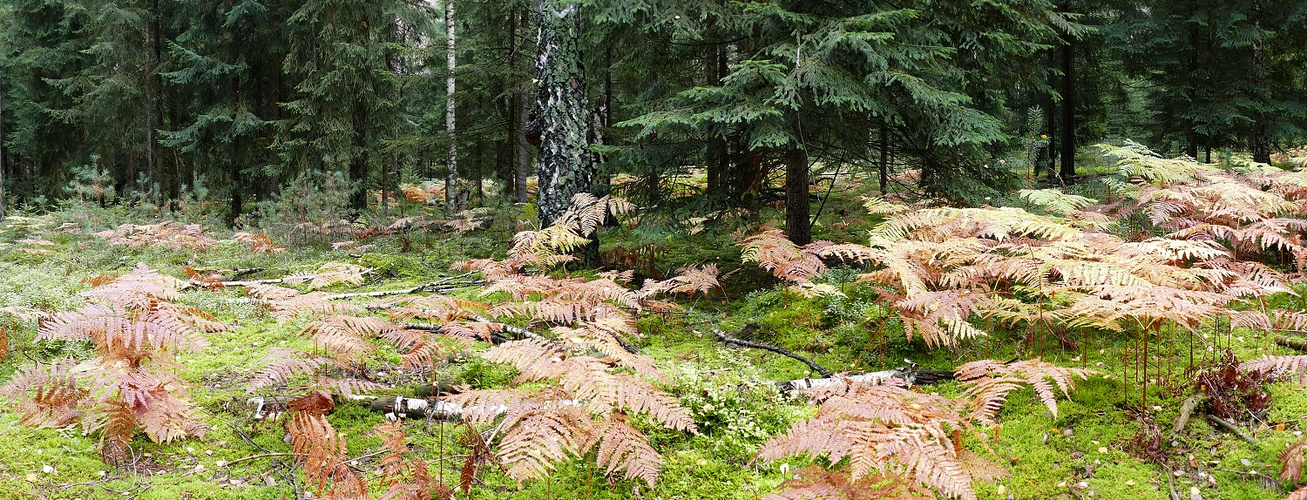 Herbst im Pilzwald