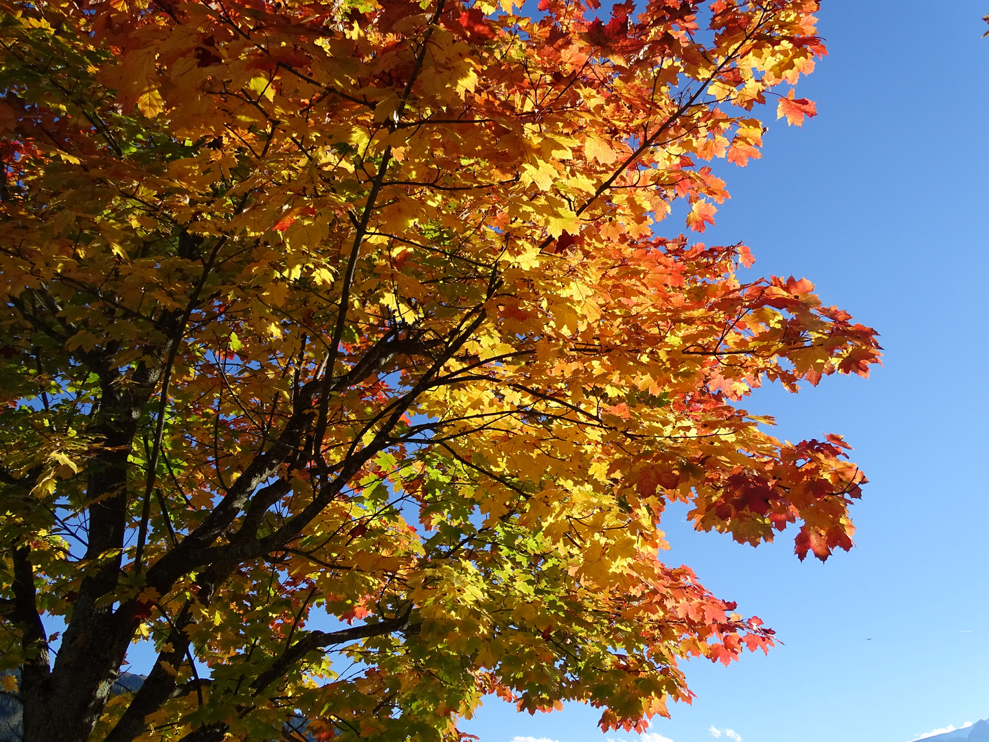 Herbst im Pinzgau