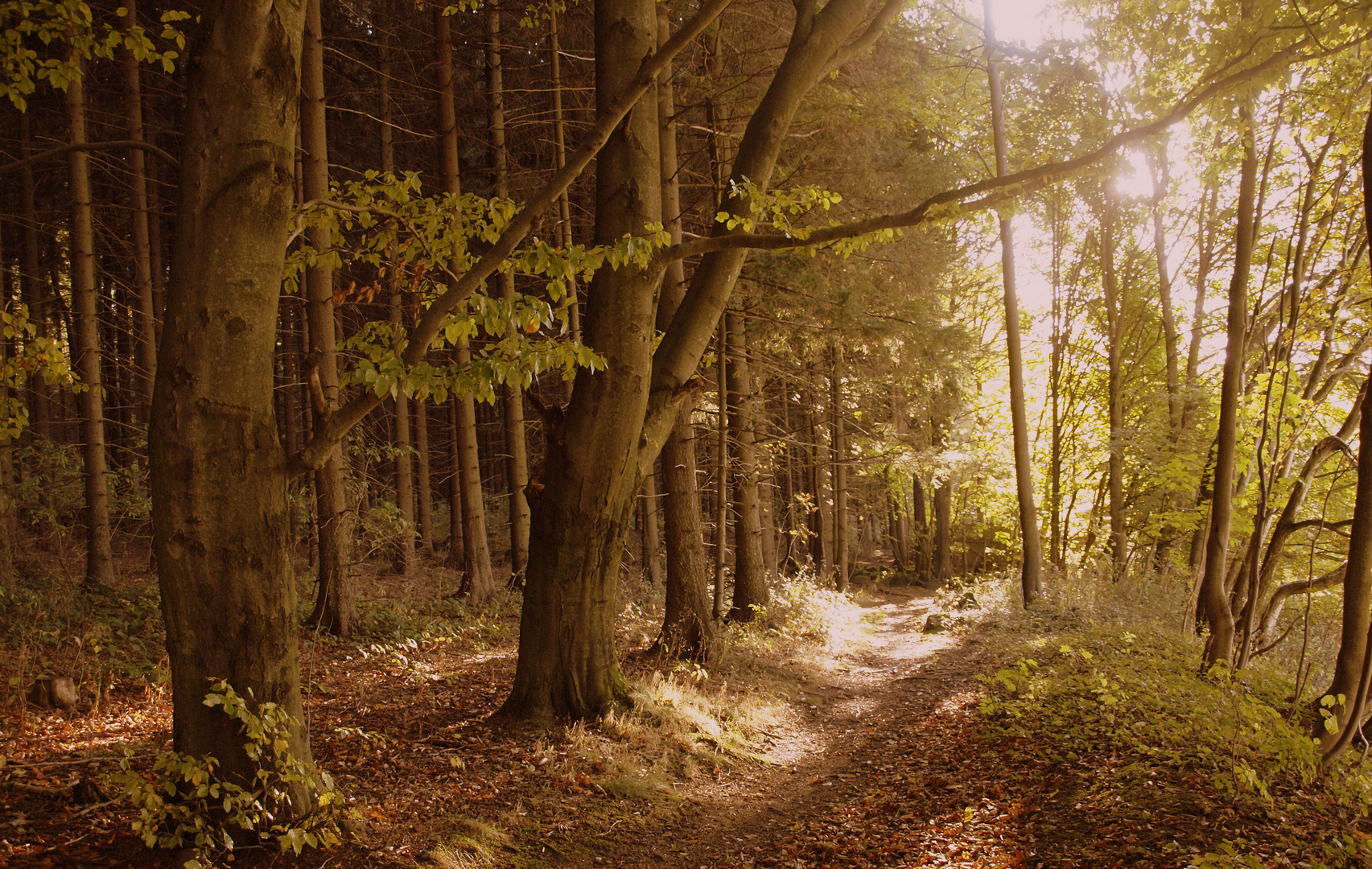 Herbst im "Pöhlberg-Wald" - 2