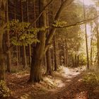 Herbst im "Pöhlberg-Wald" - 2