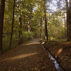 Herbst im "Pöhlberg-Wald"