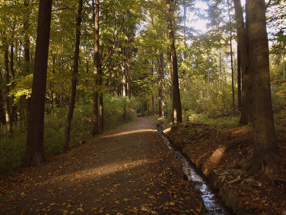 Herbst im "Pöhlberg-Wald"