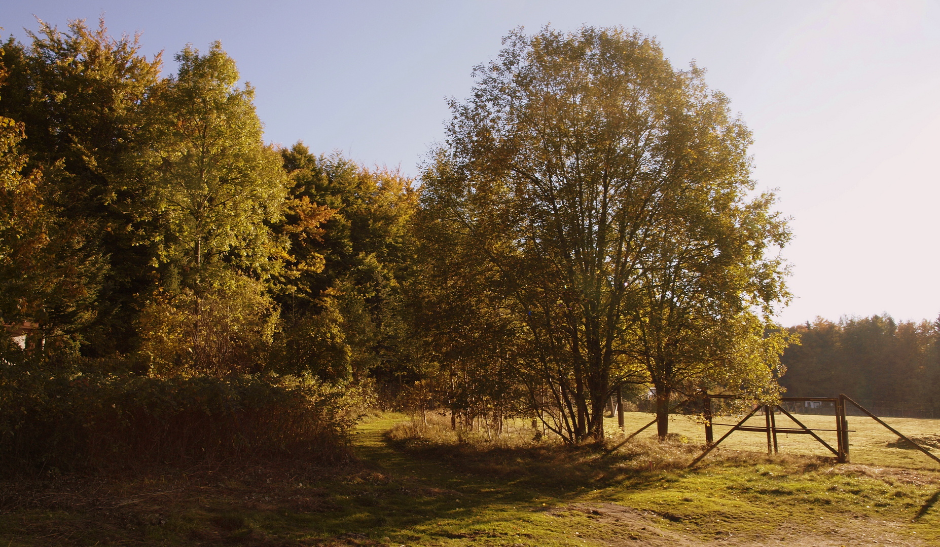 Herbst im "Pöhlberg-Wald" 3