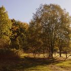 Herbst im "Pöhlberg-Wald" 3