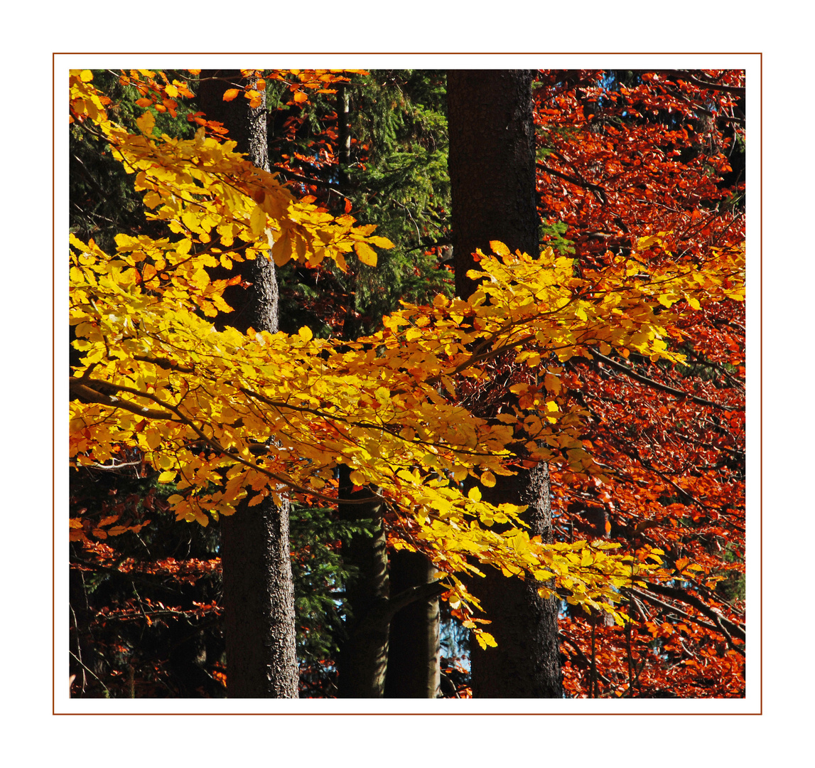 Herbst im Quadrat IV