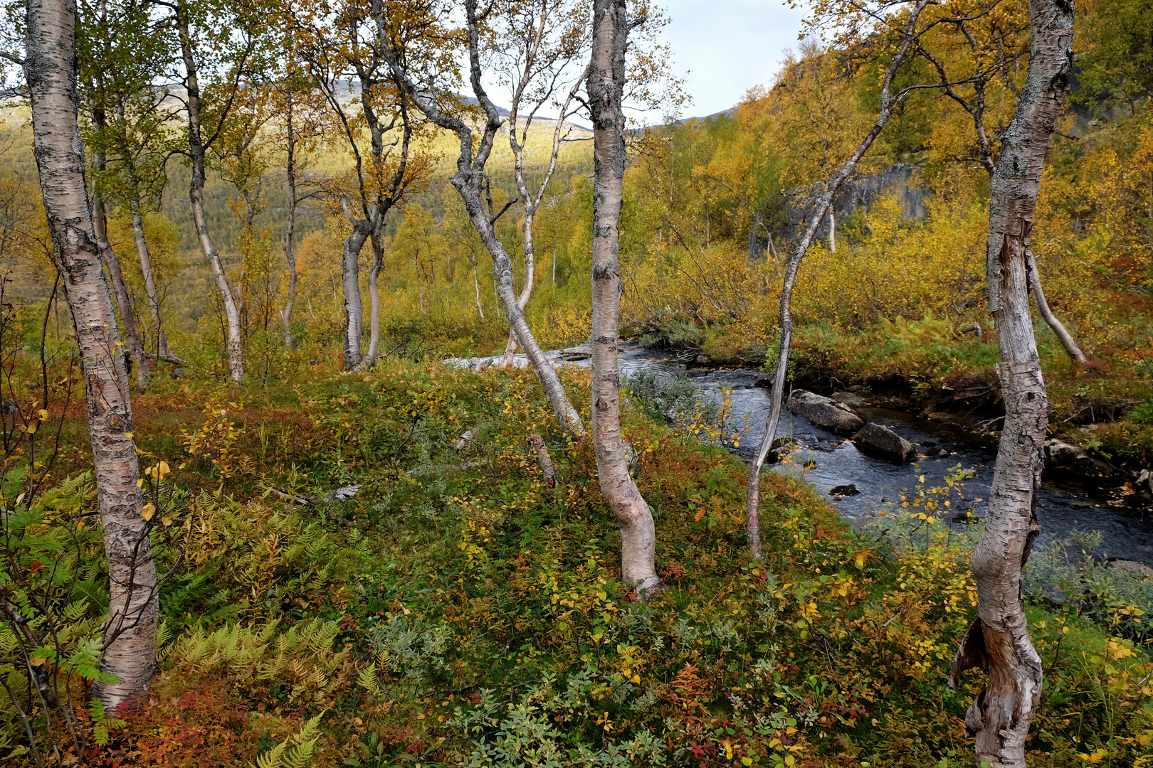 Herbst im Rago Nationalpark