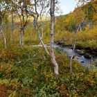 Herbst im Rago Nationalpark