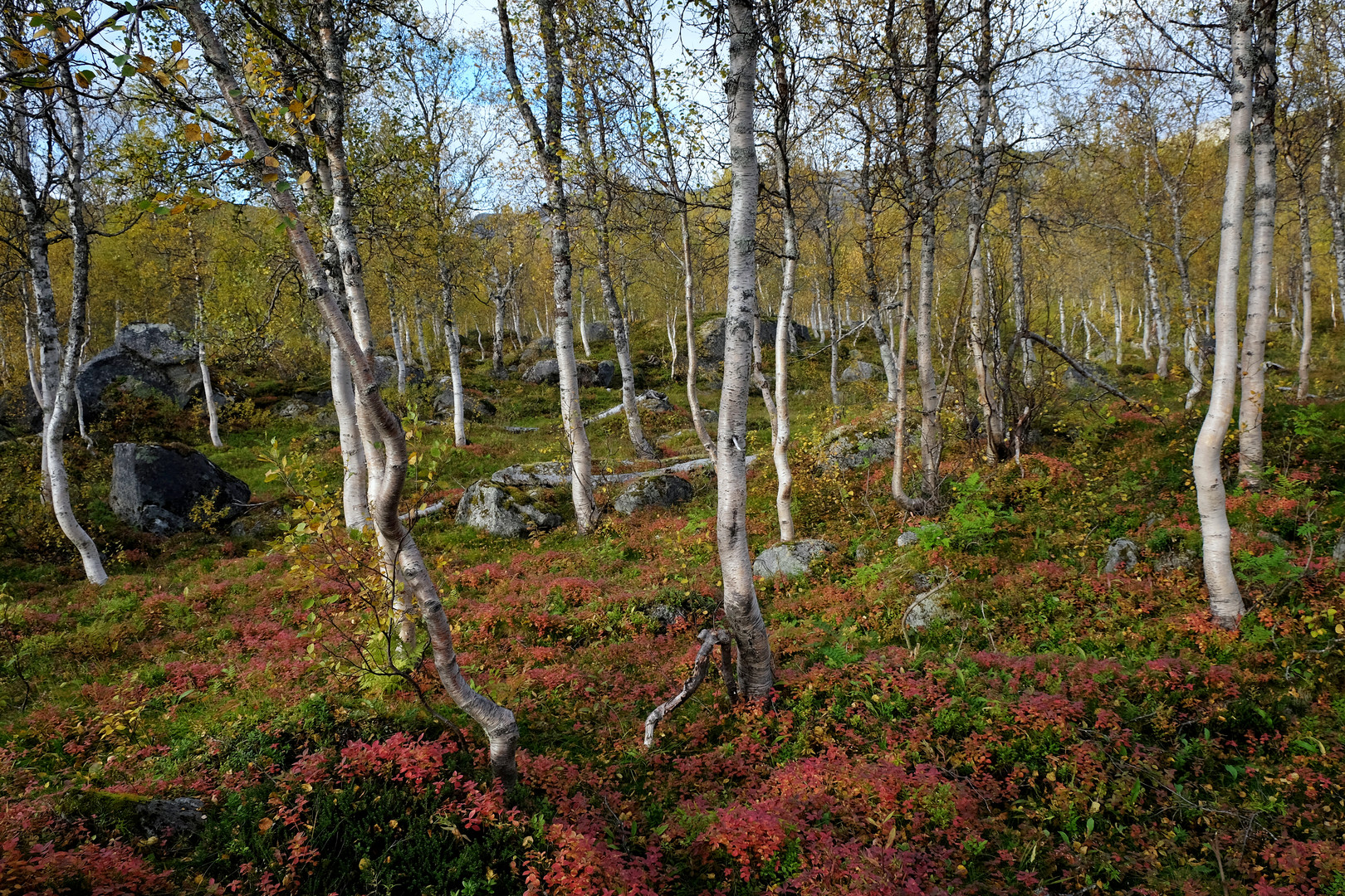 Herbst im Rago Nationalpark