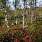 Herbst im Rago Nationalpark