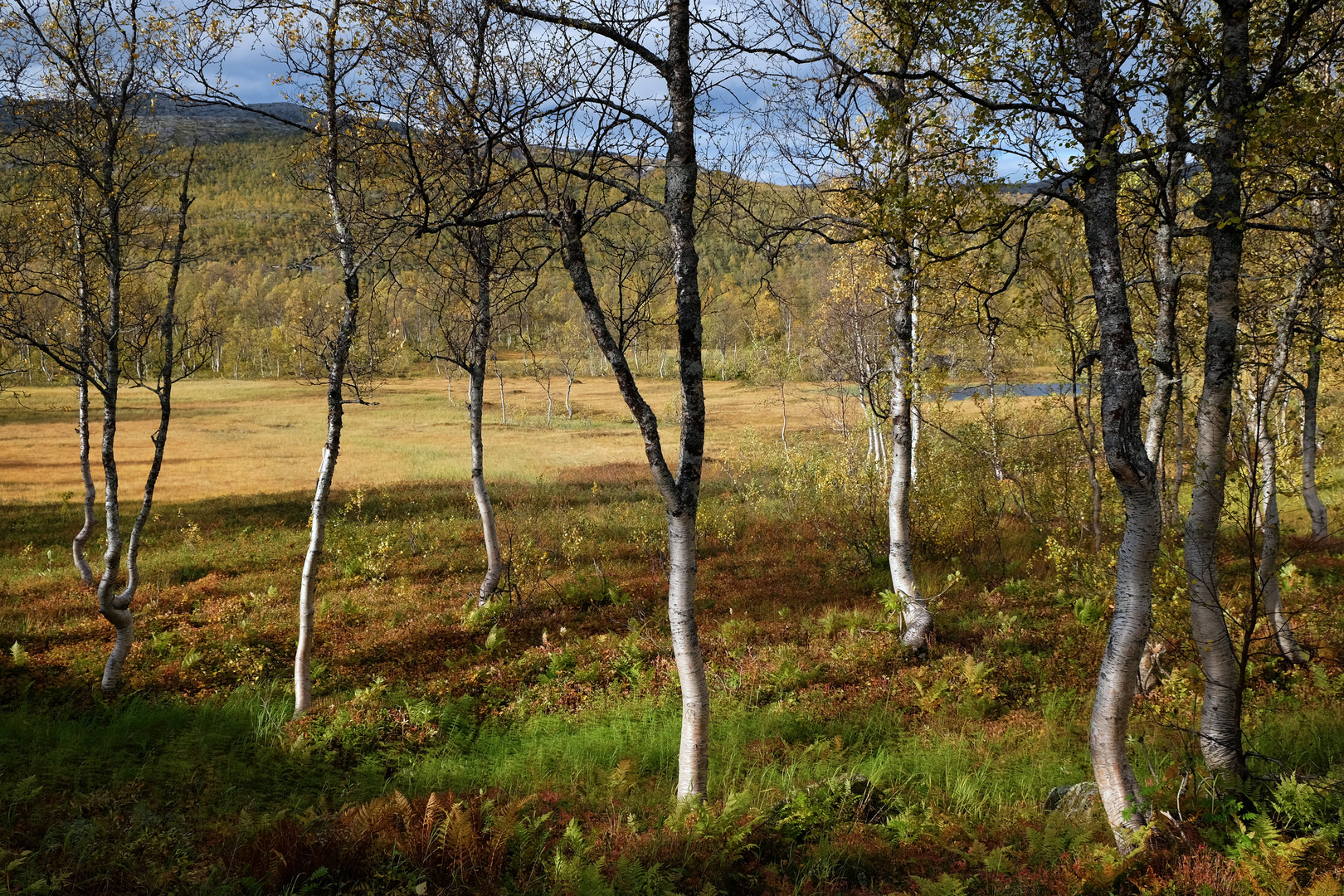 Herbst im Rago Nationalpark