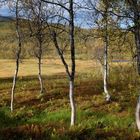 Herbst im Rago Nationalpark