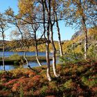 Herbst im Rago Nationalpark