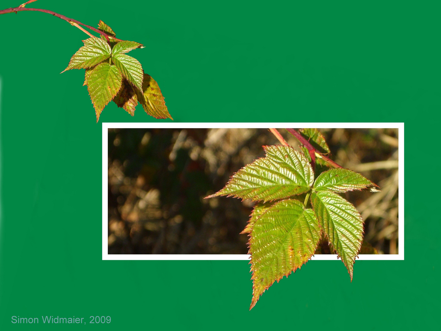 Herbst im Rahmen.....