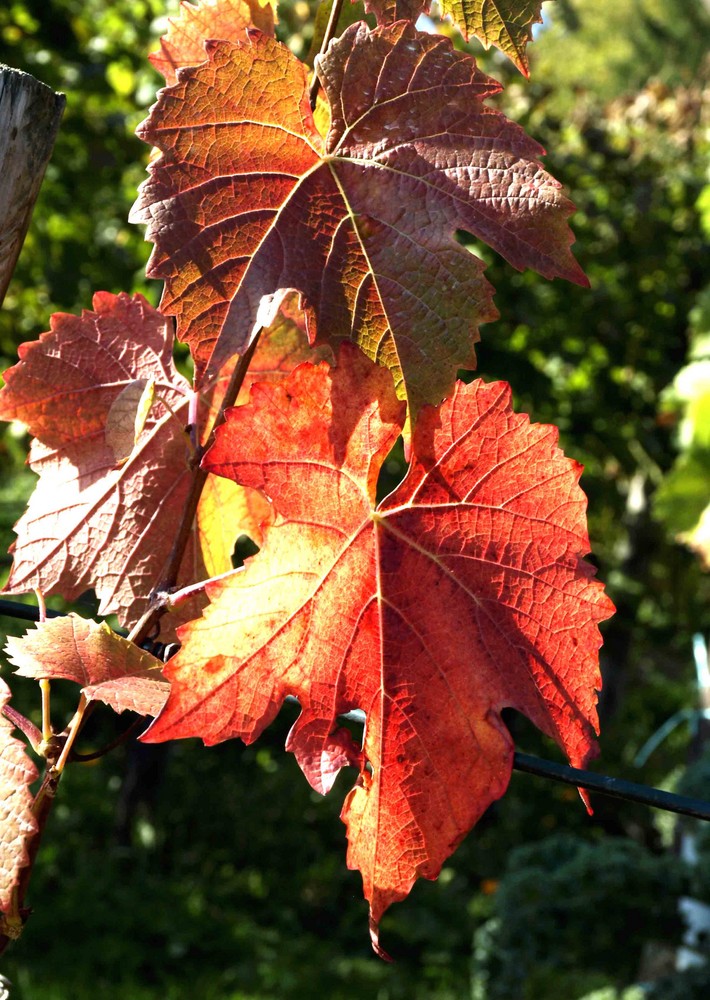 Herbst im Rebland 3