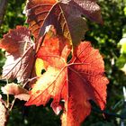 Herbst im Rebland 3