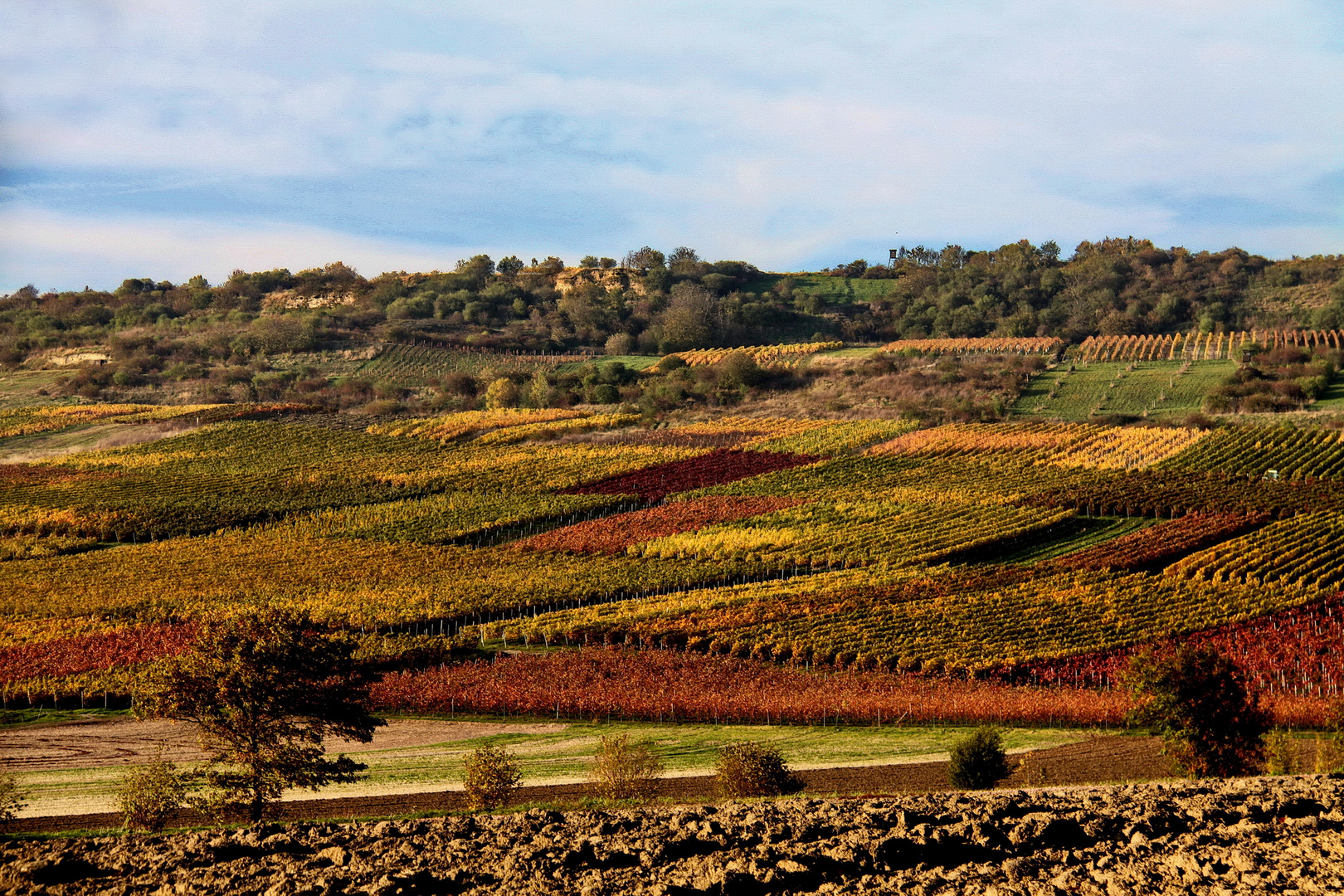 Herbst im Rebland