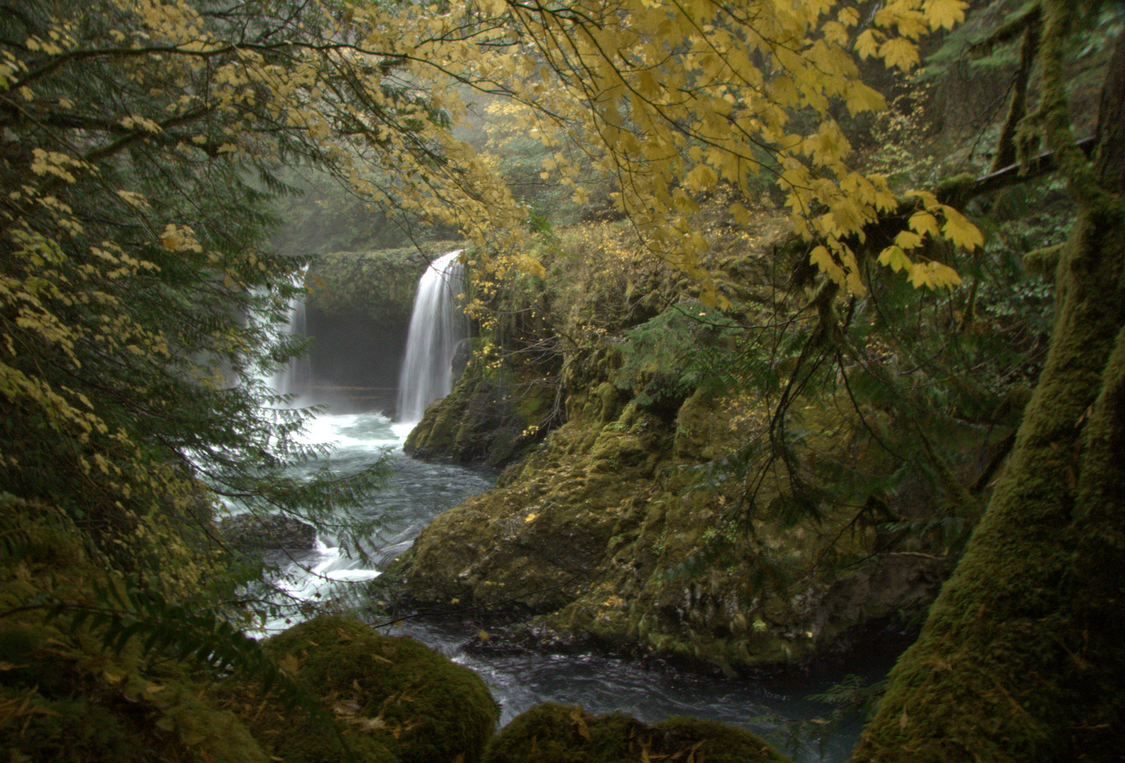 Herbst im Regenwald