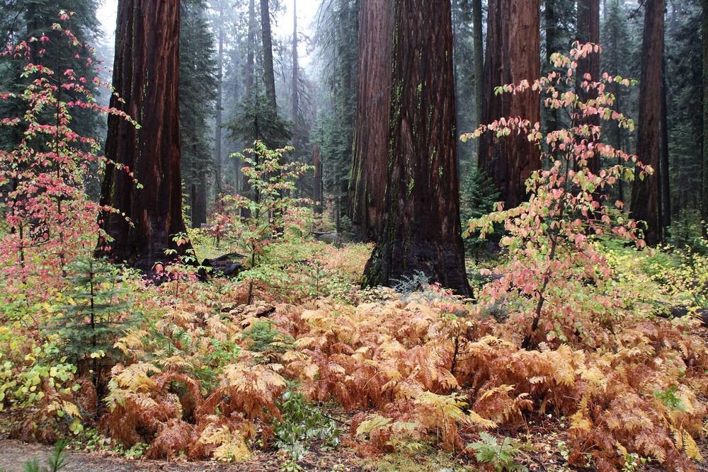 Herbst im Reich der Giganten