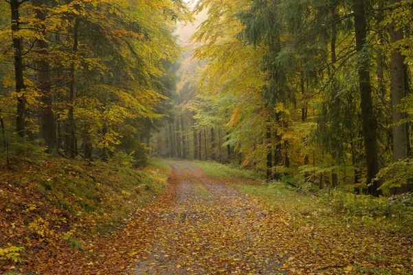 Herbst im Renautal