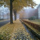 Herbst im Revier