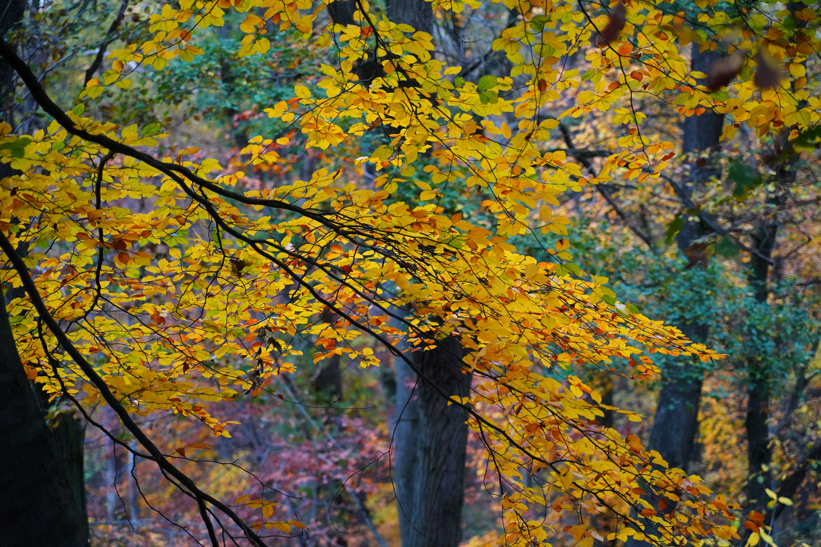 Herbst im Rheinbacher Wald