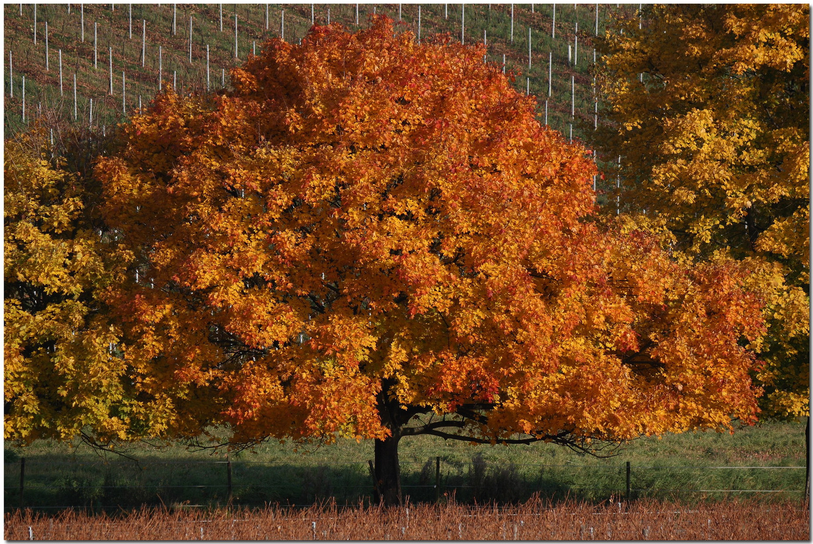 Herbst im Rheingau