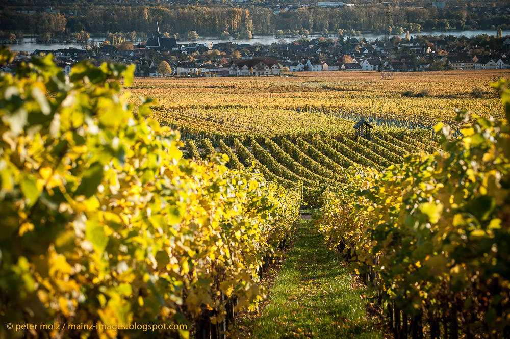 Herbst im Rheingau