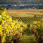 Herbst im Rheingau