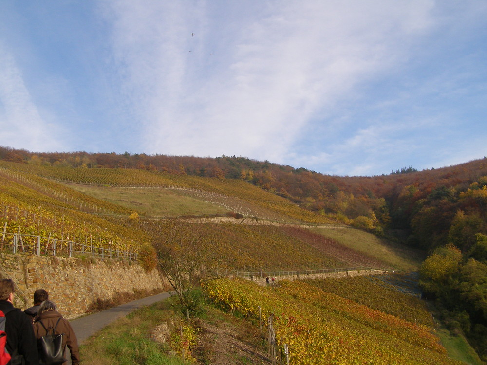 Herbst im Rheingau