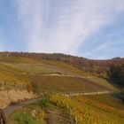 Herbst im Rheingau