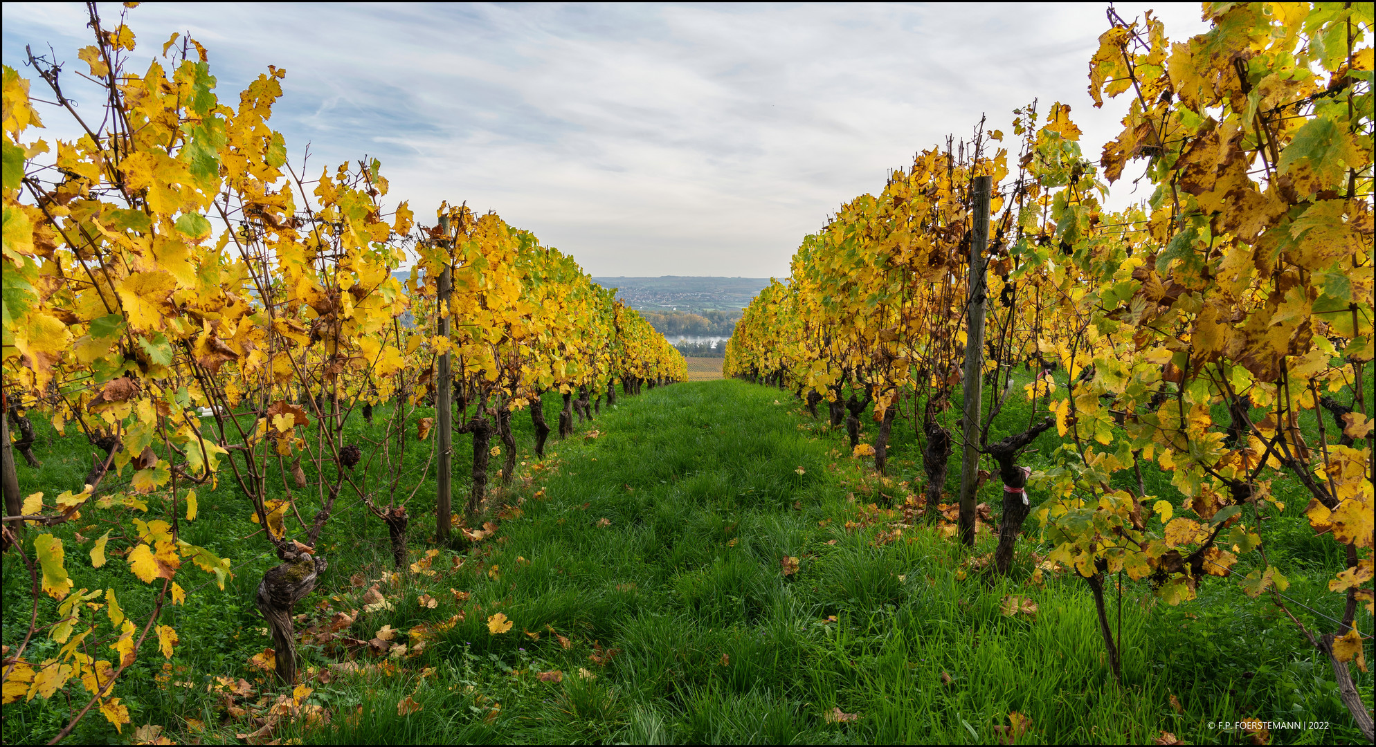 Herbst im Rheingau