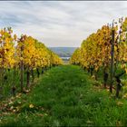 Herbst im Rheingau