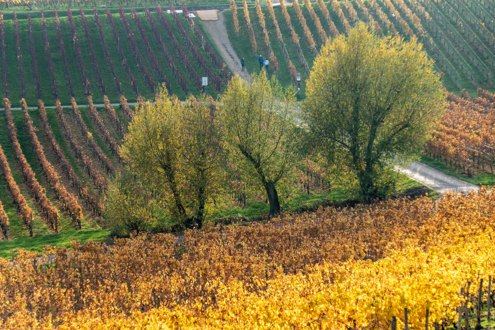 Herbst im Rheingau