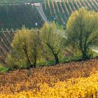 Herbst im Rheingau