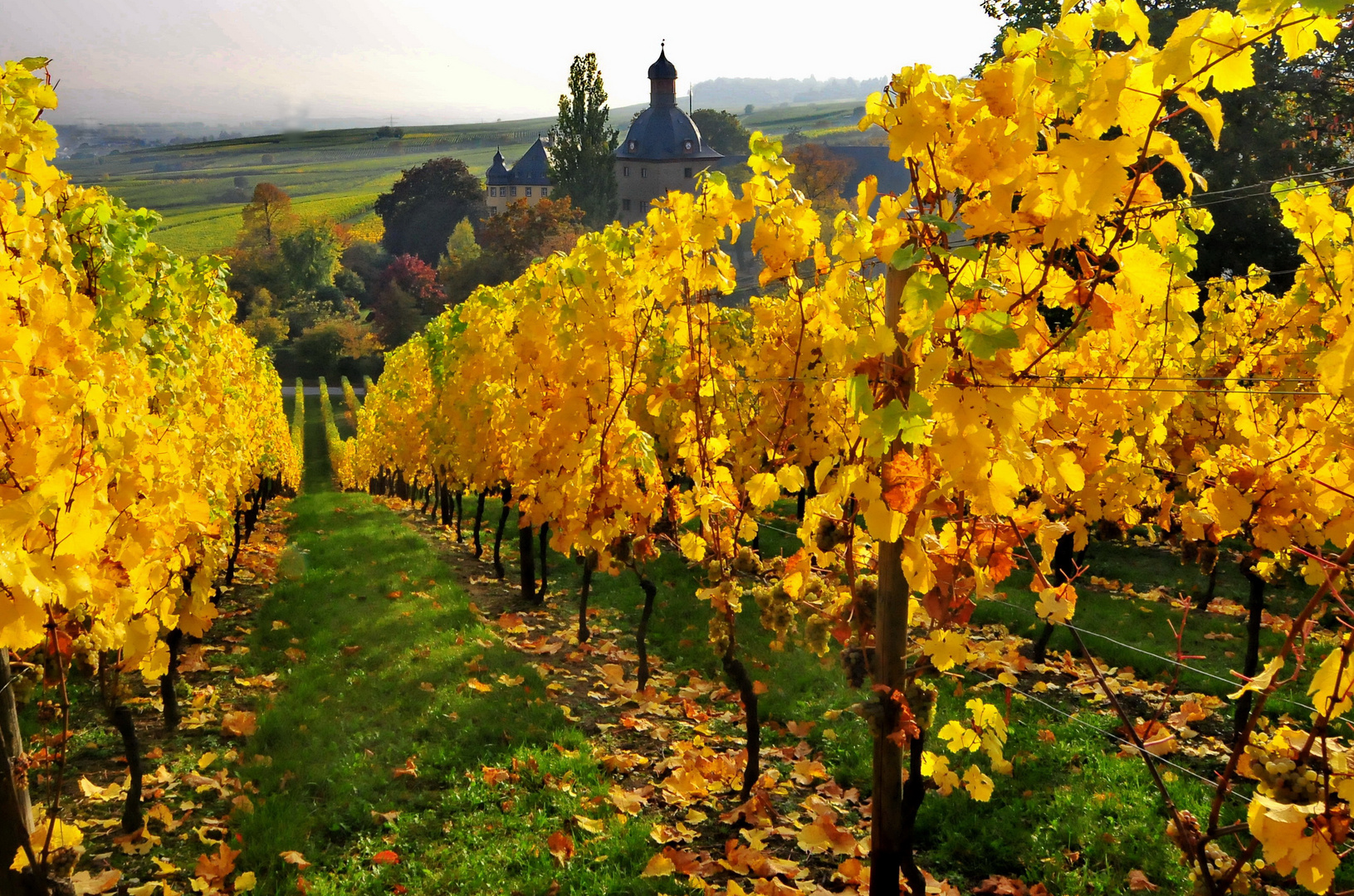 Herbst im Rheingau