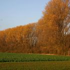 Herbst im Rheingau